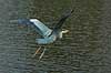 Heron flying over lake Ardea cinerea, Ardeidae    birds 