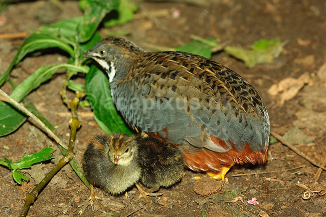 Dv�rgvagtel med kylliger; Coturnix spec, Phasianidae; ; ; ; fugle; 