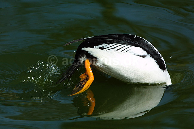 Hvinand der dykker; Bucephala clangula, Anatidae; ; ; ; fugle; 