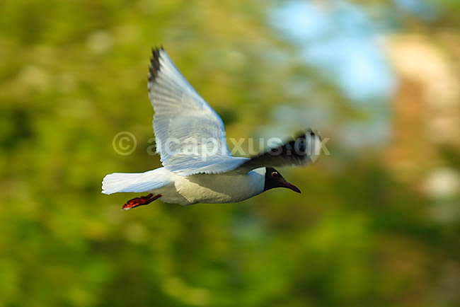 H�ttem�ge; Larus ridibundus, Laridae; ; ; ; fugle; 