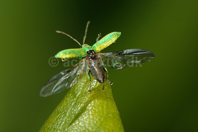Snudebille der letter fra blad; Phyllobius pomaceus, Curculionid; ; ; ; insekter; biller flyvning