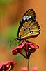 Plain tiger, Monarc butterfly Danaus chrysippus Berenty Madagascar Africa insects butterflies