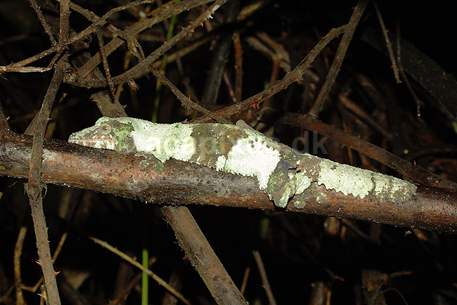 Madagaskar bladhale gekko (Giant leaf-tailed gecko); Uroplatus fimbriatus, Gekkonidae; Périnet NP (Parc National d Andasibe-Mantadia NP); Madagaskar; Afrika; krybdyr; kamuflage