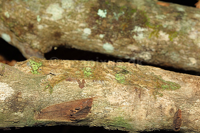 Madagaskar bladhale gekko (Giant leaf-tailed gecko); Uroplatus fimbriatus, Gekkonidae; Marozevo; Madagaskar; Afrika; krybdyr; kamuflage