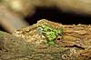 Giant leaf-tailed gecko Uroplatus fimbriatus, Gekkonidae Marozevo Madagascar Africa reptiles camouflage