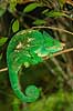 Parsons chameleon Calumma parsonii Périnet NP (Parc National d Andasibe-Mantadia NP) Madagascar Africa reptiles camouflage