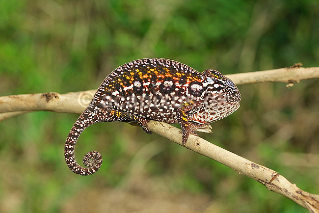 Kamæleon; Furcifer lateralis; Marozevo; Madagaskar; Afrika; krybdyr; kamuflage