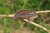 Chameleon Furcifer lateralis Marozevo Madagascar Africa reptiles camouflage