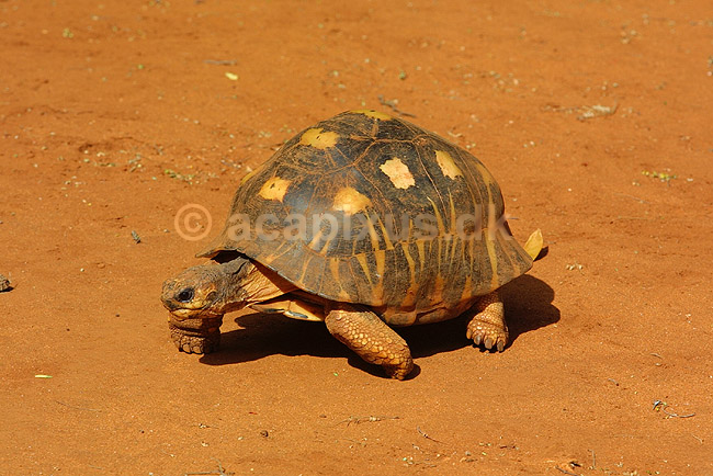 Stråleskildpadde (Radiated Tortoise); Testudo radiata; Berenty; Madagaskar; Afrika; krybdyr; 