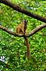 Red-fronted brown lemur (Rufous brown lemur) Eulemur fulvus rufus Berenty Madagascar Africa mammals 