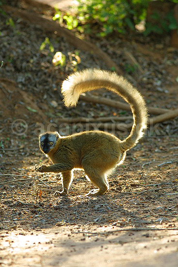 Brun lemur (Redfronted Brown lemur); Eulemur fulvus rufus; Berenty; Madagaskar; Afrika; pattedyr; 