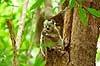 Weasel sportive Lemur Lepilemur mustelinus Berenty Madagascar Africa mammals 