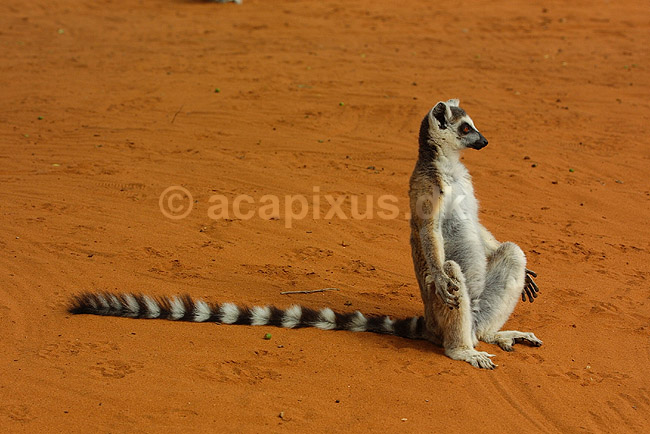 Katta, kattemaki, halemaki; Lemur catta; Berenty; Madagaskar; Afrika; pattedyr; 