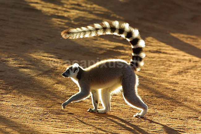 Katta, kattemaki, halemaki; Lemur catta; Berenty; Madagaskar; Afrika; pattedyr; 