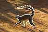 Ring tailed lemur Lemur catta Berenty Madagascar Africa mammals 