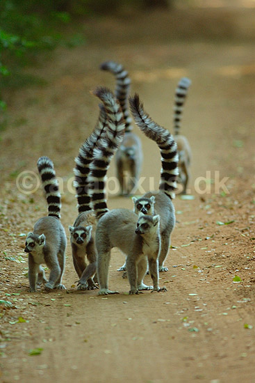 Katta, kattemaki, halemaki; Lemur catta; Berenty; Madagaskar; Afrika; pattedyr; 