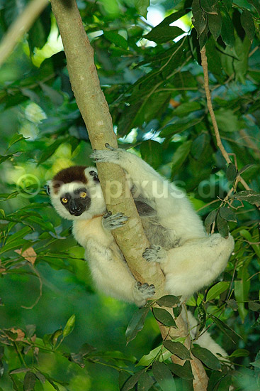 Verreauxs sifaka; Propithecus verreauxi; Berenty; Madagaskar; Afrika; pattedyr; verreaux's sifaka