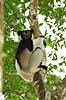 Indri Indri indri Périnet NP (Parc National d Andasibe-Mantadia NP) Madagascar Africa mammals 