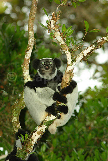 Indri; Indri indri; Périnet NP (Parc National d Andasibe-Mantadia NP); Madagaskar; Afrika; pattedyr; 