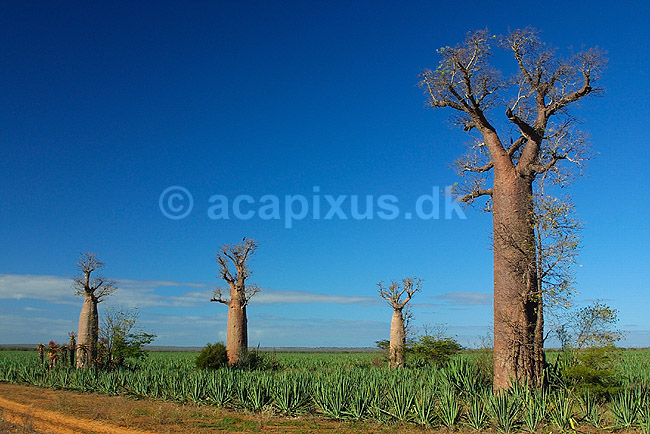 Baobabtræer på sisal plantage nær Berenty reservatet; Adansonia; Berenty; Madagaskar; Afrika; planter; 