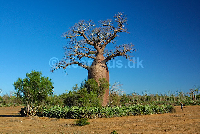 Et helligt baobabtr� omkranset af sisal n�r Berenty reservatet; Adansonia; Berenty; Madagaskar; Afrika; planter; 