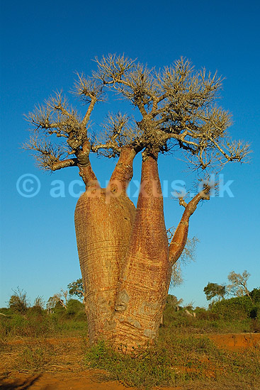Baobabtræ; Adansonia; Ifaty; Madagaskar; Afrika; planter; 