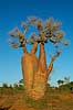 Baobab near the coast at Ifaty Adansonia Ifaty Madagascar Africa plants 