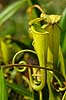 Pitcher plant Nepenthes madagascariensis Near Toalagnaro Madagascar Africa plants 