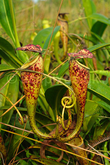Madagaskar Kandebærer (Pitcher plant); Nepenthes madagascariensis; Near Toalagnaro; Madagaskar; Afrika; planter; 