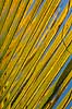 Detail of palm leaf  Ifaty Madagascar Africa plants 