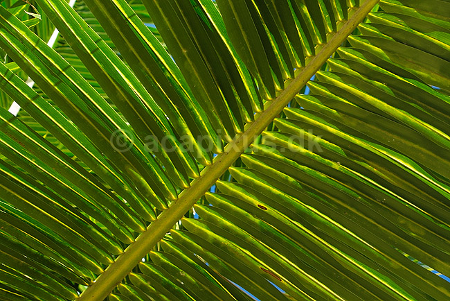 Detalje af palmeblad; ; Ifaty; Madagaskar; Afrika; planter; 