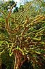 Octopus tree from Madagascars Spiny Forrest  Berenty Madagascar Africa plants 