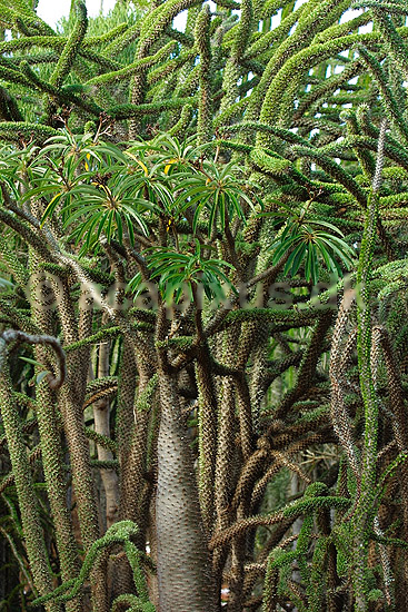 Madagaskars Spiny Forrest; ; Berenty; Madagaskar; Afrika; planter; 