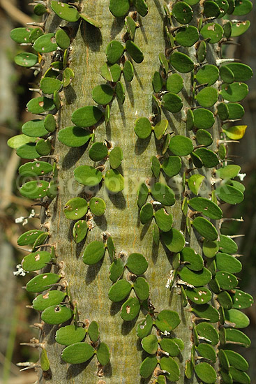 Octopus tree fra Madagaskars Spiny Forrest; ; Berenty; Madagaskar; Afrika; planter; 