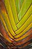 Detail of Travellers Palm Ravenala madagascariensis  Madagascar Africa plants 