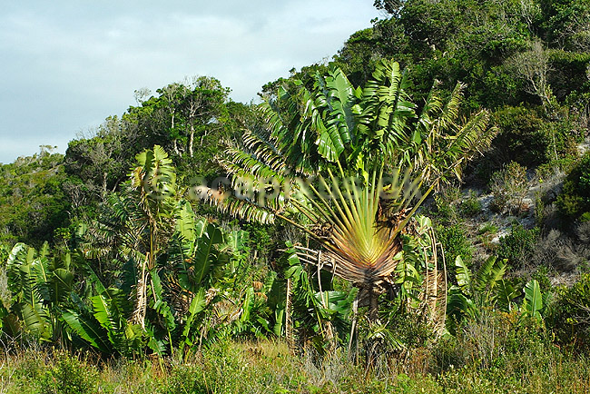 Travellers palm; Ravenala madagascariensis; ; Madagaskar; Afrika; planter; 