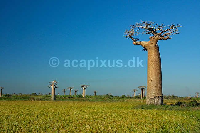 Baobabtræer nær Avenue de Baobab; Adansonia; Morondava; Madagaskar; Afrika; planter; 