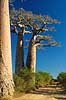 Baobabs near the Avenue de Baobab Adansonia Morondava Madagascar Africa plants 