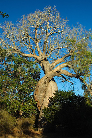 Baobab Amoureuse nær Avenue de Baobab; Adansonia; Morondava; Madagaskar; Afrika; planter; 