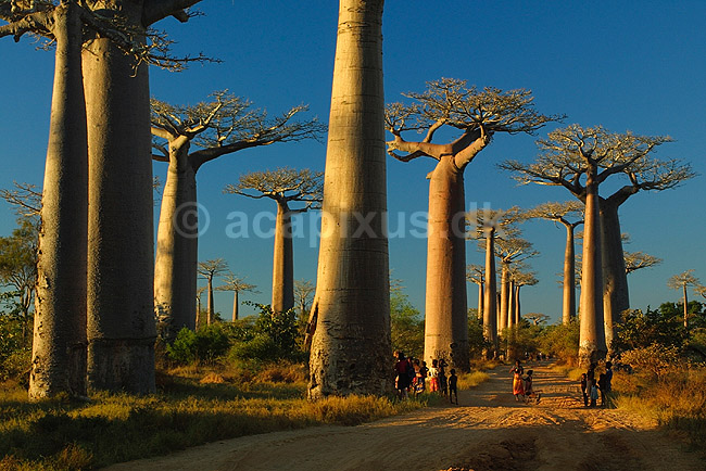 Baobabtræer ved Avenue de Baobab; Adansonia; Morondava; Madagaskar; Afrika; planter; 