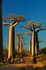 Baobabs at the Avenue de Baobab Adansonia Morondava Madagascar Africa  