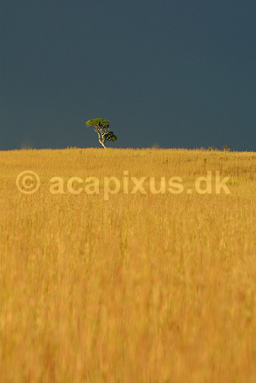Ensomt træ på græssteppe ved Isalo National Park; ; Isalo National Park; Madagaskar; Afrika; ; 