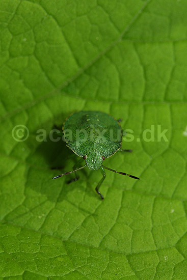 Gr�n bredt�ge, nymfe; Palomena prasina, Heteroptere; B�llemosen / J�gersborg Hegn / Sj�lland; Danmark; ; insekter; 