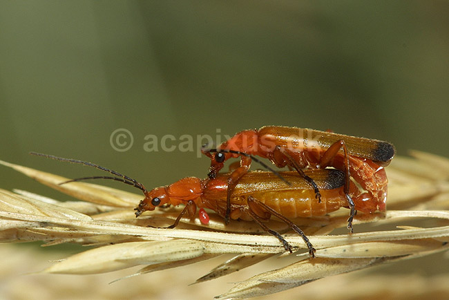 Pr�stebiller (bl�dvinger) under parring; Rhangonycha fulva, Cantharidae; F�rup / Nordjylland; Danmark; ; insekter; 