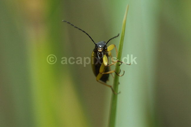Gul bl�dvinge; Cantharis rustica, Cantharidae; F�rup / Nordjylland; Danmark; ; insekter; 