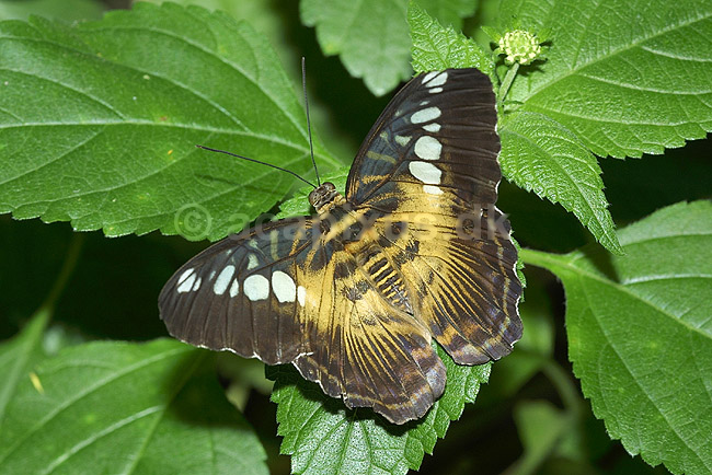 Sommerfugl, Takvinge; Parthenos sylvia, Nymphalidae; Tropehuset / Zoologisk Have / K�benhavn; ; ; insekter; 
