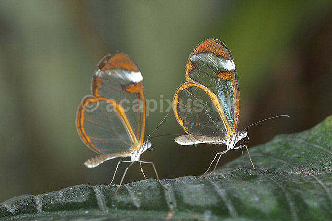 Sommerfugl, Glasvinge; Oleria tigilla, Ithomiidae; Tropehuset / Zoologisk Have / K�benhavn; ; ; insekter; 