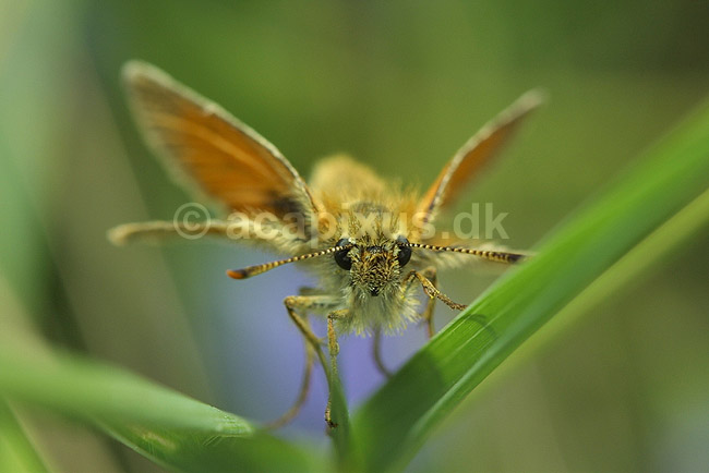 Stor Bredpande; Ochlodes venatus, Hesperiidae; F�rup / Nordjylland; ; ; insekter; 