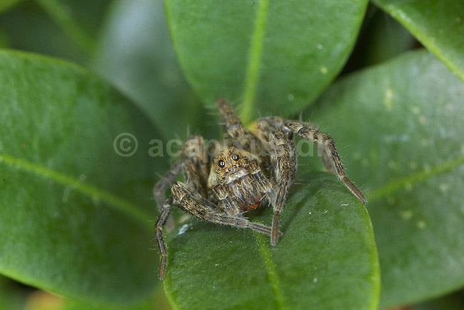 Jagtedderkop; Lycosidae; KVLs have, K�benhavn; ; ; spindlere; 