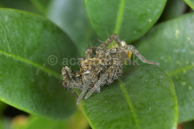 Jagtedderkop; Lycosidae; KVLs have, K�benhavn; ; ; spindlere; 